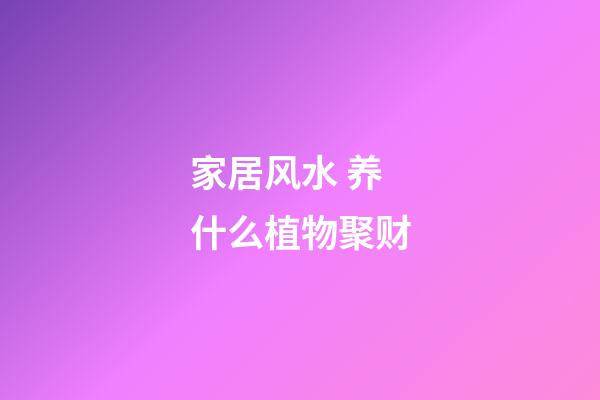 家居风水 养什么植物聚财